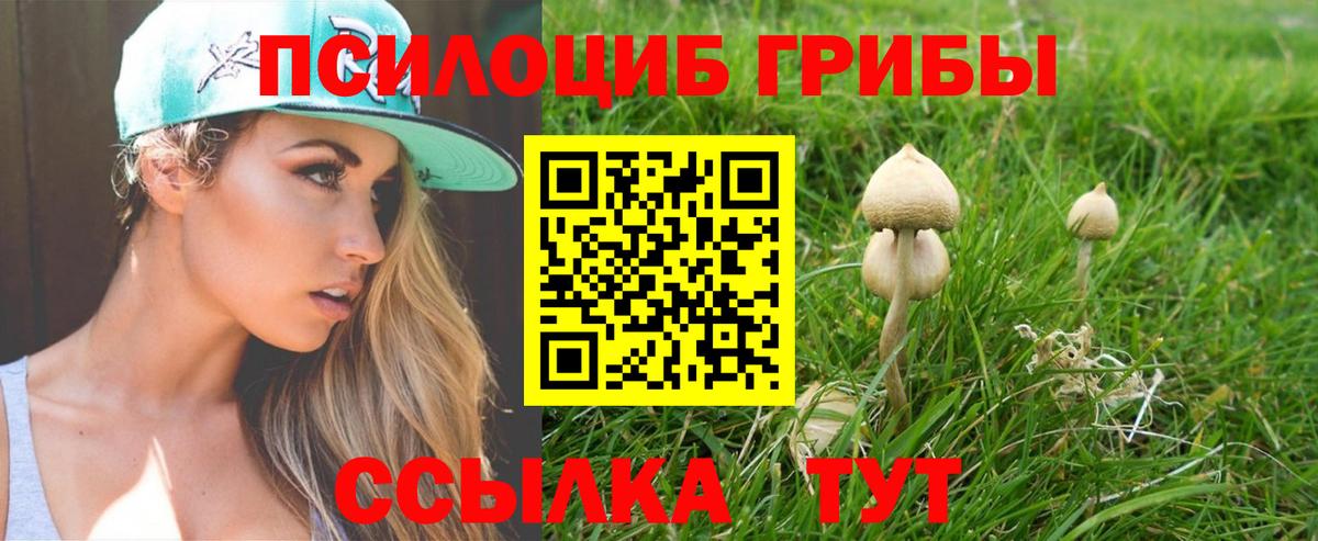 Котельники  Галлюциногенные грибы Cubensis  Вход с VPN 